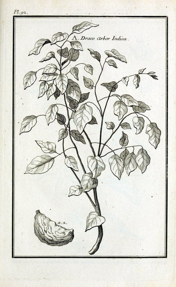 Description, vertus et usages de sept cents dix-neuf plantes :.Paris :P.F. Didot le jeun | France "Materia medica" "Medicinal plants" "Pictorial works" | Vintage Print Reproduction 468497