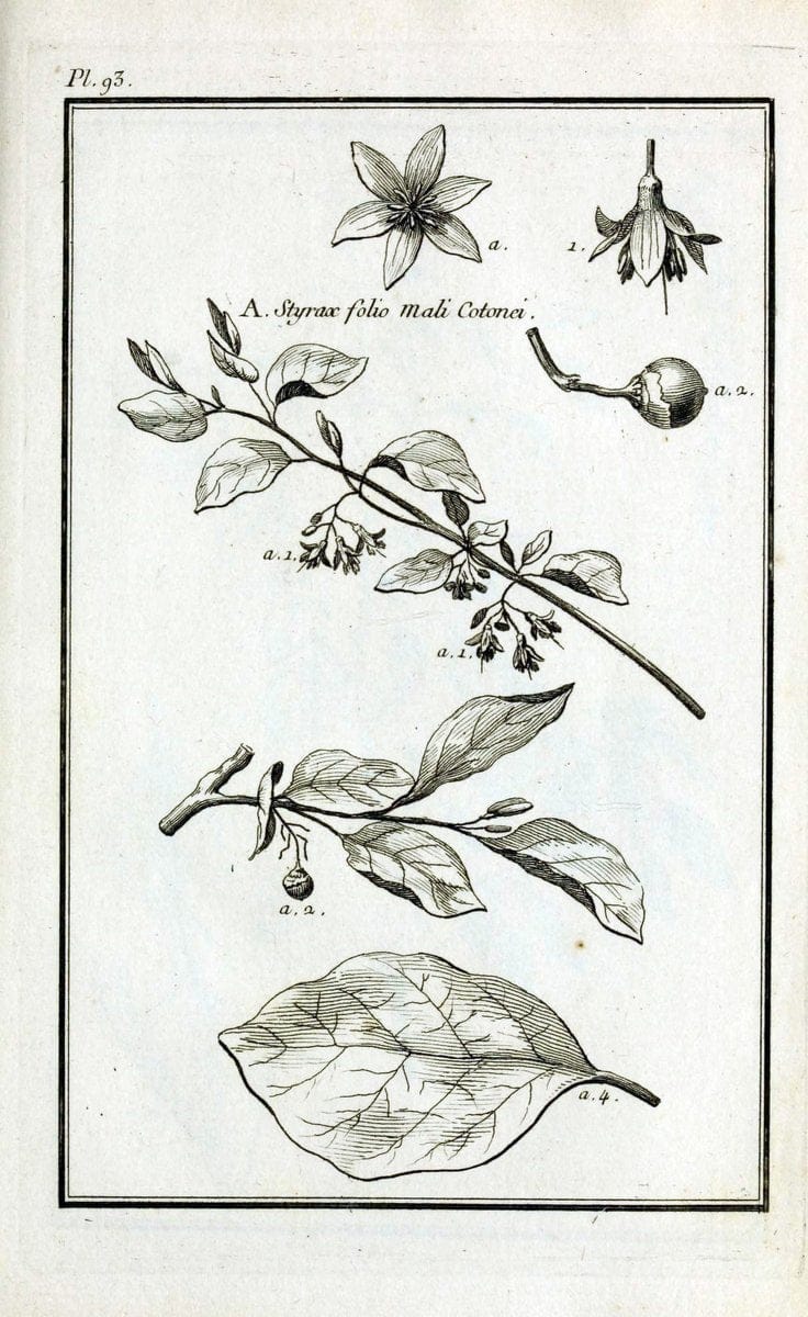 Description, vertus et usages de sept cents dix-neuf plantes :.Paris :P.F. Didot le jeun | France "Materia medica" "Medicinal plants" "Pictorial works" | Vintage Print Reproduction 468498