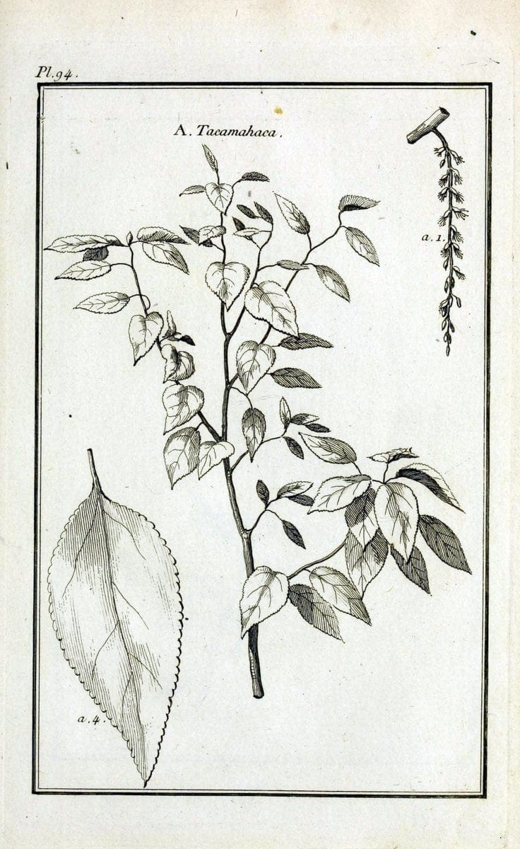 Description, vertus et usages de sept cents dix-neuf plantes :.Paris :P.F. Didot le jeun | France "Materia medica" "Medicinal plants" "Pictorial works" | Vintage Print Reproduction 468499