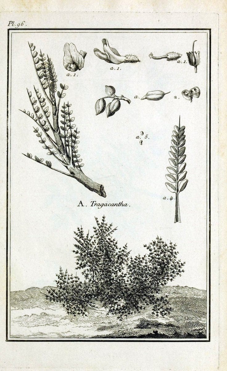 Description, vertus et usages de sept cents dix-neuf plantes :.Paris :P.F. Didot le jeun | France "Materia medica" "Medicinal plants" "Pictorial works" | Vintage Print Reproduction 468501