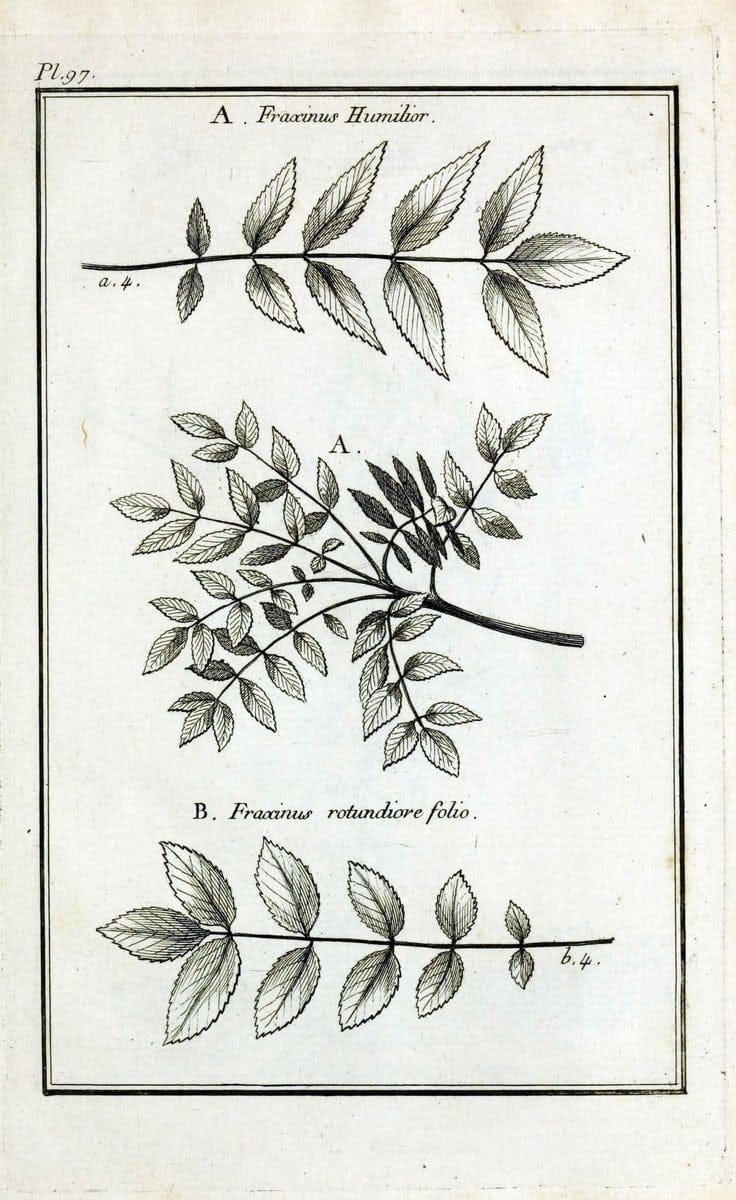 Description, vertus et usages de sept cents dix-neuf plantes :.Paris :P.F. Didot le jeun | France "Materia medica" "Medicinal plants" "Pictorial works" | Vintage Print Reproduction 468502