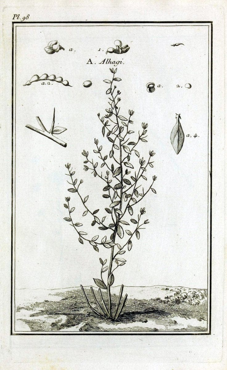 Description, vertus et usages de sept cents dix-neuf plantes :.Paris :P.F. Didot le jeun | France "Materia medica" "Medicinal plants" "Pictorial works" | Vintage Print Reproduction 468503