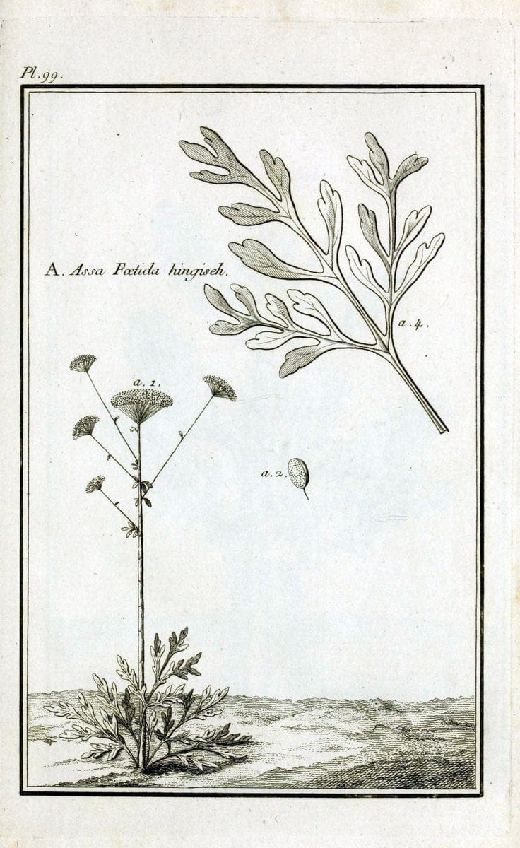 Description, vertus et usages de sept cents dix-neuf plantes :.Paris :P.F. Didot le jeun | France "Materia medica" "Medicinal plants" "Pictorial works" | Vintage Print Reproduction 468504