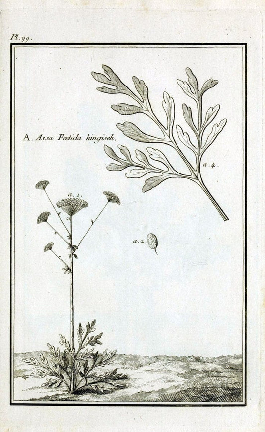 Description, vertus et usages de sept cents dix-neuf plantes :.Paris :P.F. Didot le jeun | France "Materia medica" "Medicinal plants" "Pictorial works" | Vintage Print Reproduction 468504