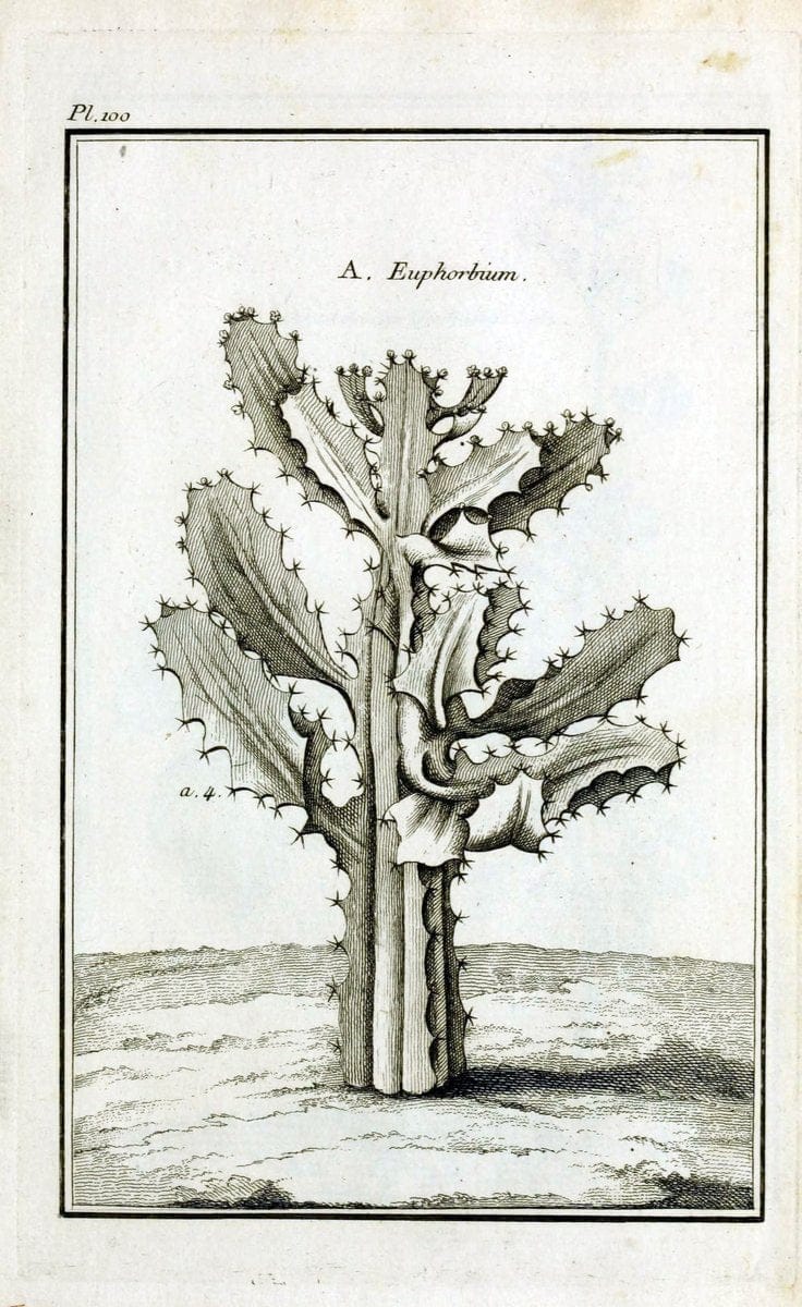 Description, vertus et usages de sept cents dix-neuf plantes :.Paris :P.F. Didot le jeun | France "Materia medica" "Medicinal plants" "Pictorial works" | Vintage Print Reproduction 468505