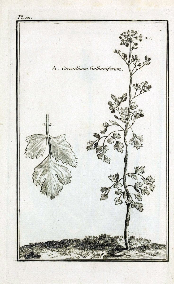 Description, vertus et usages de sept cents dix-neuf plantes :.Paris :P.F. Didot le jeun | France "Materia medica" "Medicinal plants" "Pictorial works" | Vintage Print Reproduction 468506