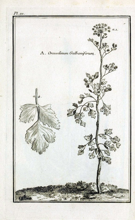 Description, vertus et usages de sept cents dix-neuf plantes :.Paris :P.F. Didot le jeun | France "Materia medica" "Medicinal plants" "Pictorial works" | Vintage Print Reproduction 468506