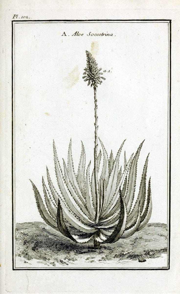 Description, vertus et usages de sept cents dix-neuf plantes :.Paris :P.F. Didot le jeun | France "Materia medica" "Medicinal plants" "Pictorial works" | Vintage Print Reproduction 468507