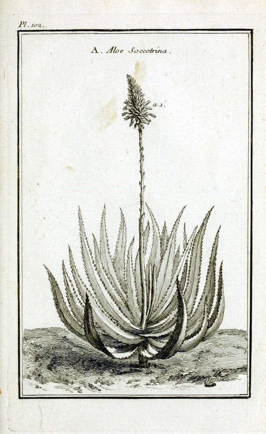 Description, vertus et usages de sept cents dix-neuf plantes :.Paris :P.F. Didot le jeun | France "Materia medica" "Medicinal plants" "Pictorial works" | Vintage Print Reproduction 468507