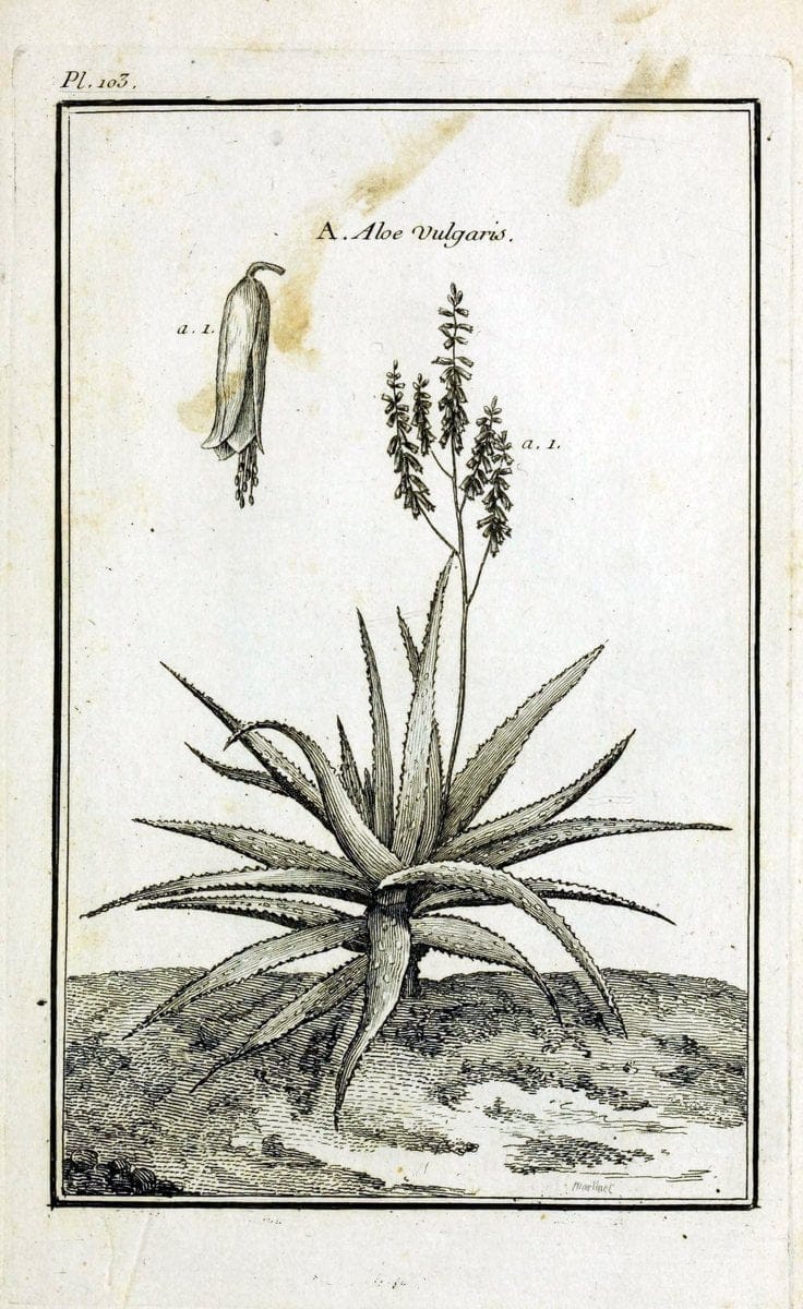 Description, vertus et usages de sept cents dix-neuf plantes :.Paris :P.F. Didot le jeun | France "Materia medica" "Medicinal plants" "Pictorial works" | Vintage Print Reproduction 468508