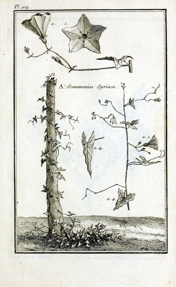 Description, vertus et usages de sept cents dix-neuf plantes :.Paris :P.F. Didot le jeun | France "Materia medica" "Medicinal plants" "Pictorial works" | Vintage Print Reproduction 468509