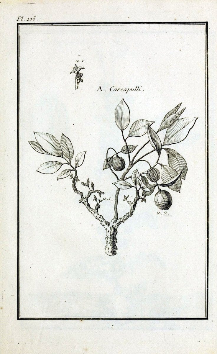 Description, vertus et usages de sept cents dix-neuf plantes :.Paris :P.F. Didot le jeun | France "Materia medica" "Medicinal plants" "Pictorial works" | Vintage Print Reproduction 468510