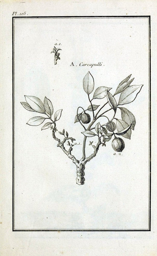 Description, vertus et usages de sept cents dix-neuf plantes :.Paris :P.F. Didot le jeun | France "Materia medica" "Medicinal plants" "Pictorial works" | Vintage Print Reproduction 468510