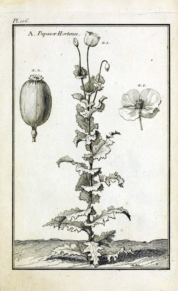 Description, vertus et usages de sept cents dix-neuf plantes :.Paris :P.F. Didot le jeun | France "Materia medica" "Medicinal plants" "Pictorial works" | Vintage Print Reproduction 468511