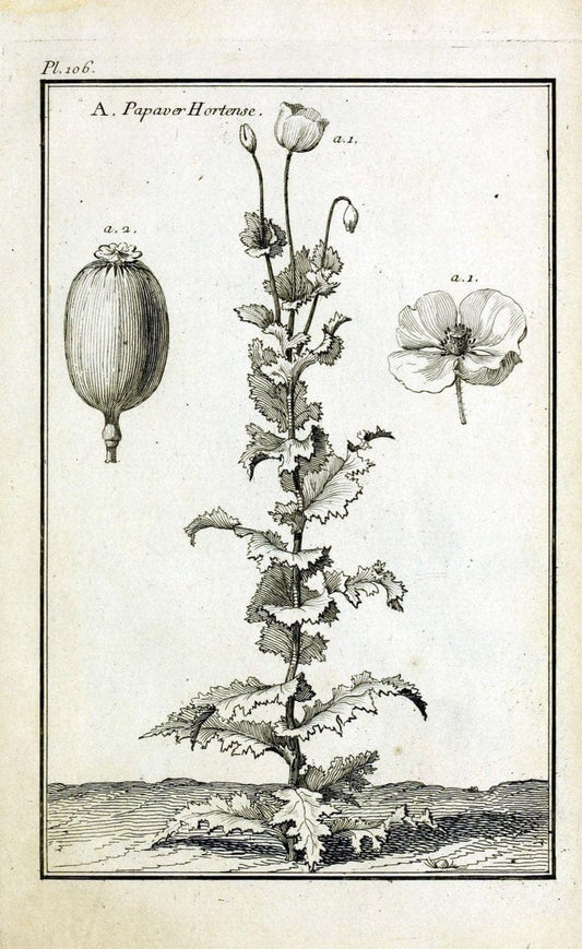Description, vertus et usages de sept cents dix-neuf plantes :.Paris :P.F. Didot le jeun | France "Materia medica" "Medicinal plants" "Pictorial works" | Vintage Print Reproduction 468511