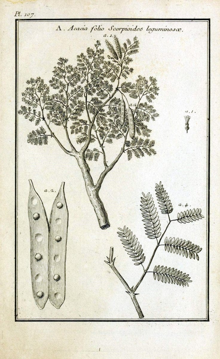 Description, vertus et usages de sept cents dix-neuf plantes :.Paris :P.F. Didot le jeun | France "Materia medica" "Medicinal plants" "Pictorial works" | Vintage Print Reproduction 468512
