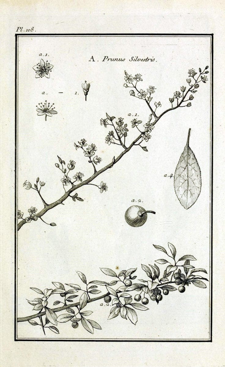 Description, vertus et usages de sept cents dix-neuf plantes :.Paris :P.F. Didot le jeun | France "Materia medica" "Medicinal plants" "Pictorial works" | Vintage Print Reproduction 468513