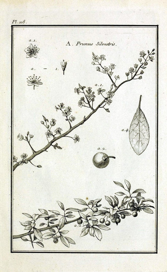 Description, vertus et usages de sept cents dix-neuf plantes :.Paris :P.F. Didot le jeun | France "Materia medica" "Medicinal plants" "Pictorial works" | Vintage Print Reproduction 468513