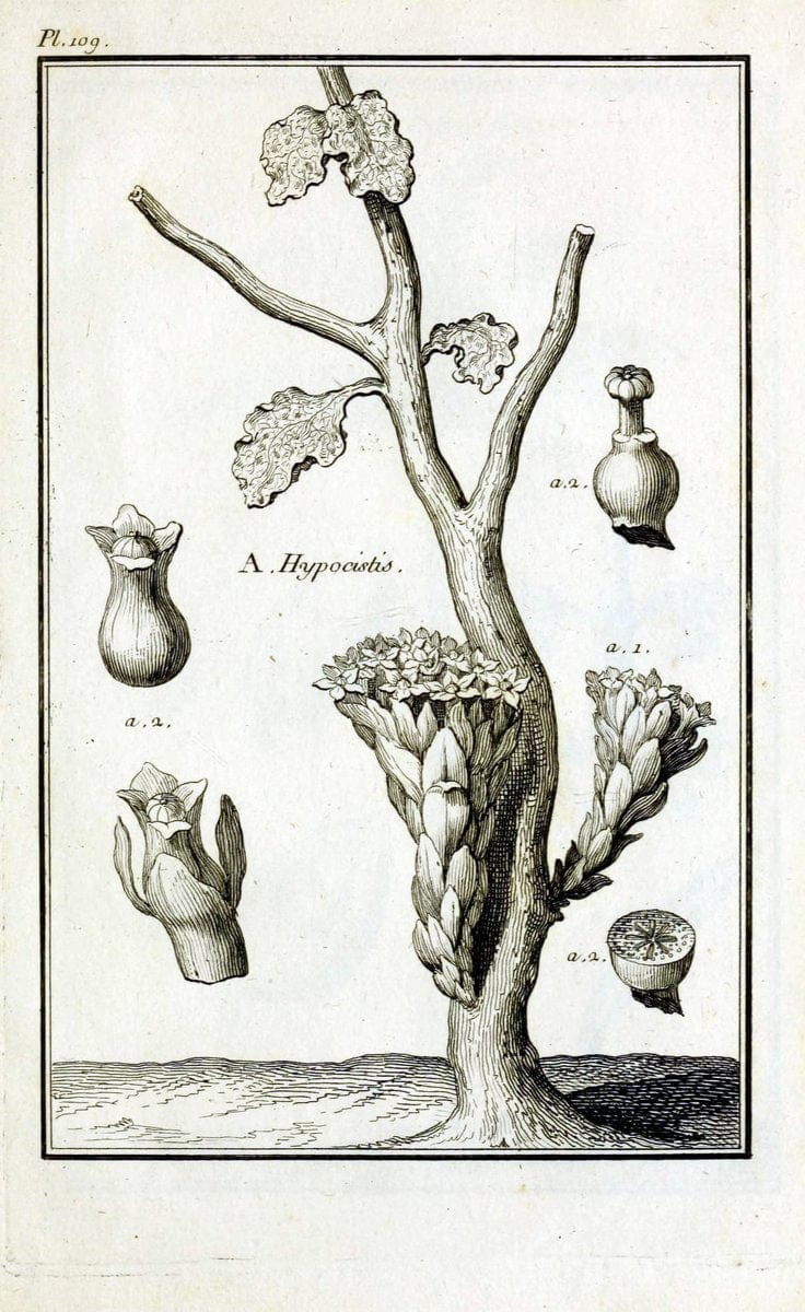 Description, vertus et usages de sept cents dix-neuf plantes :.Paris :P.F. Didot le jeun | France "Materia medica" "Medicinal plants" "Pictorial works" | Vintage Print Reproduction 468514
