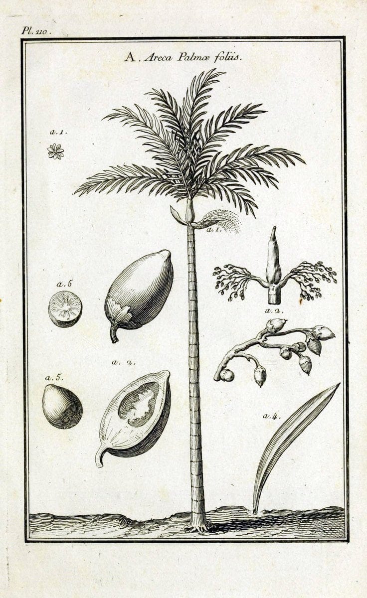 Description, vertus et usages de sept cents dix-neuf plantes :.Paris :P.F. Didot le jeun | France "Materia medica" "Medicinal plants" "Pictorial works" | Vintage Print Reproduction 468515