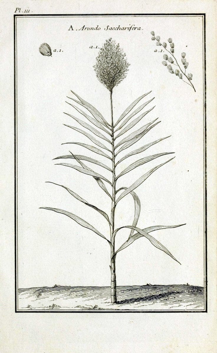 Description, vertus et usages de sept cents dix-neuf plantes :.Paris :P.F. Didot le jeun | France "Materia medica" "Medicinal plants" "Pictorial works" | Vintage Print Reproduction 468516