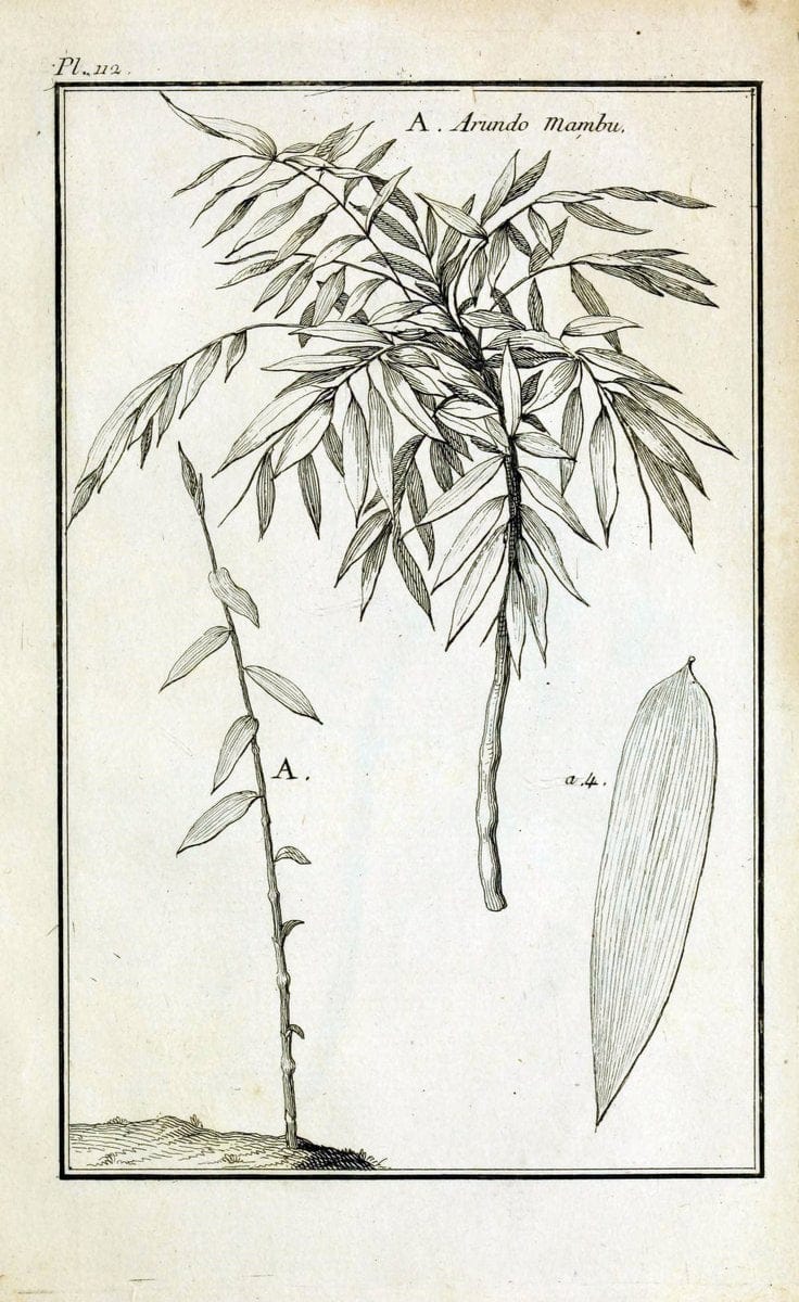 Description, vertus et usages de sept cents dix-neuf plantes :.Paris :P.F. Didot le jeun | France "Materia medica" "Medicinal plants" "Pictorial works" | Vintage Print Reproduction 468517
