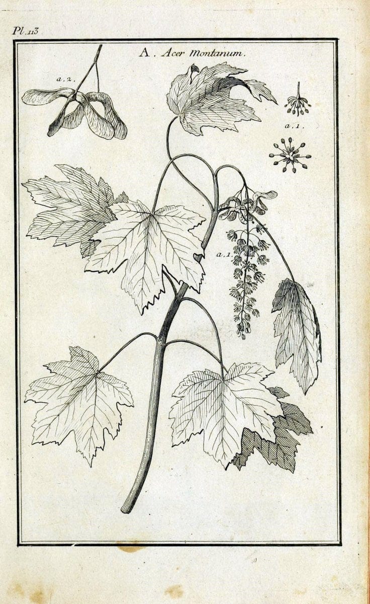 Description, vertus et usages de sept cents dix-neuf plantes :.Paris :P.F. Didot le jeun | France "Materia medica" "Medicinal plants" "Pictorial works" | Vintage Print Reproduction 468518