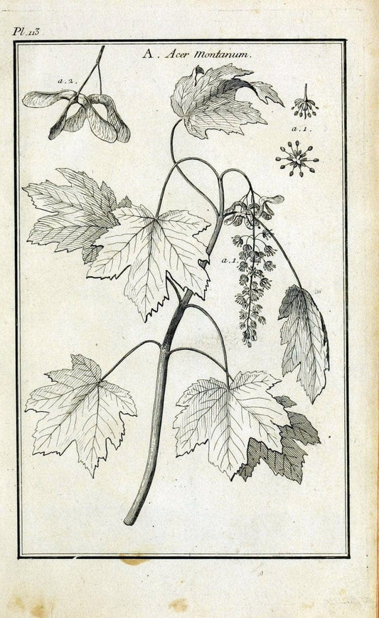 Description, vertus et usages de sept cents dix-neuf plantes :.Paris :P.F. Didot le jeun | France "Materia medica" "Medicinal plants" "Pictorial works" | Vintage Print Reproduction 468518