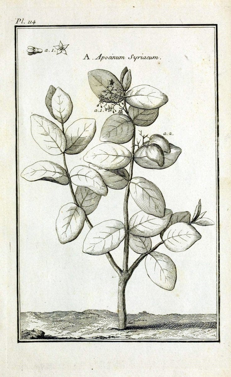 Description, vertus et usages de sept cents dix-neuf plantes :.Paris :P.F. Didot le jeun | France "Materia medica" "Medicinal plants" "Pictorial works" | Vintage Print Reproduction 468519