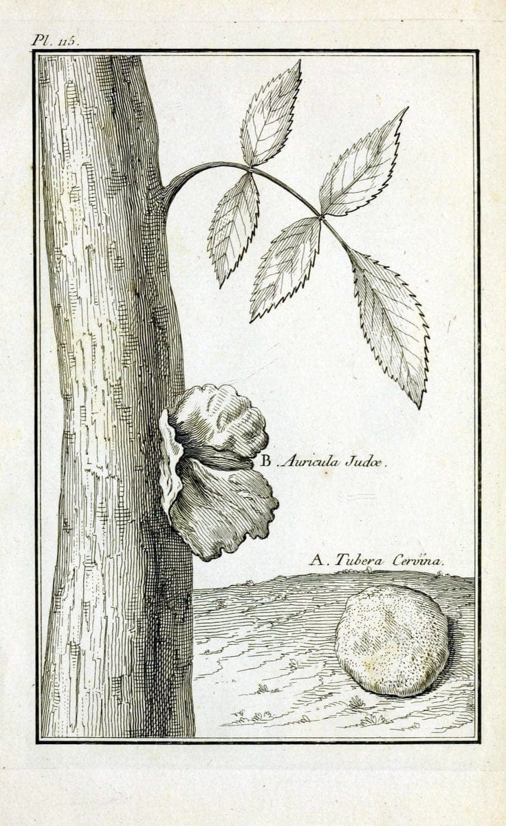 Description, vertus et usages de sept cents dix-neuf plantes :.Paris :P.F. Didot le jeun | France "Materia medica" "Medicinal plants" "Pictorial works" | Vintage Print Reproduction 468520