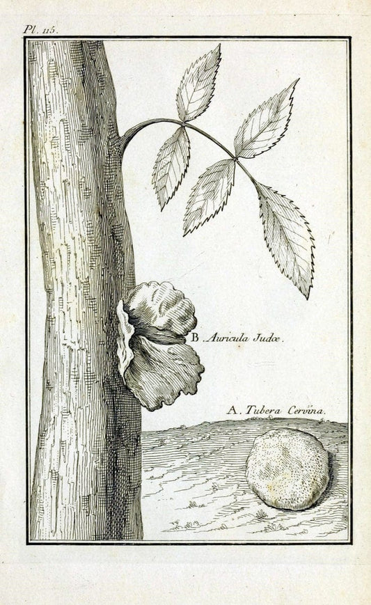 Description, vertus et usages de sept cents dix-neuf plantes :.Paris :P.F. Didot le jeun | France "Materia medica" "Medicinal plants" "Pictorial works" | Vintage Print Reproduction 468520