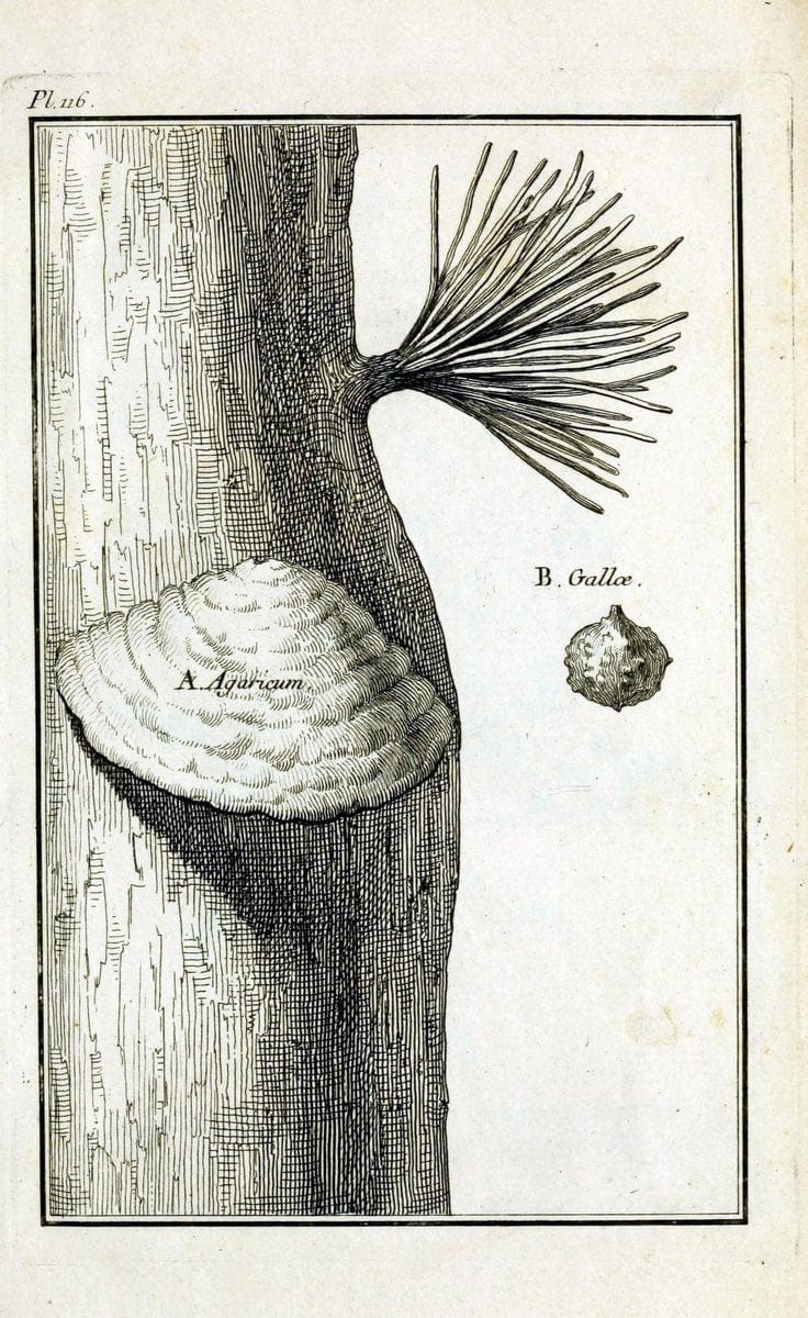 Description, vertus et usages de sept cents dix-neuf plantes :.Paris :P.F. Didot le jeun | France "Materia medica" "Medicinal plants" "Pictorial works" | Vintage Print Reproduction 468521