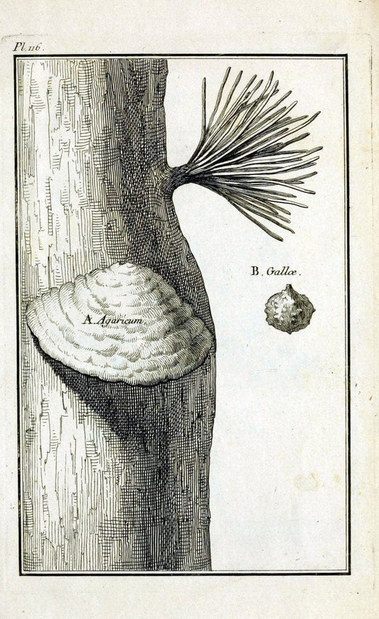 Description, vertus et usages de sept cents dix-neuf plantes :.Paris :P.F. Didot le jeun | France "Materia medica" "Medicinal plants" "Pictorial works" | Vintage Print Reproduction 468521