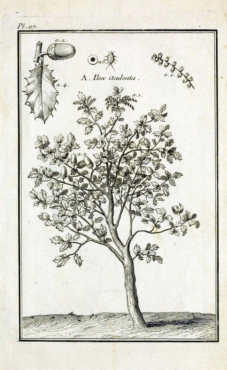 Description, vertus et usages de sept cents dix-neuf plantes :.Paris :P.F. Didot le jeun | France "Materia medica" "Medicinal plants" "Pictorial works" | Vintage Print Reproduction 468522