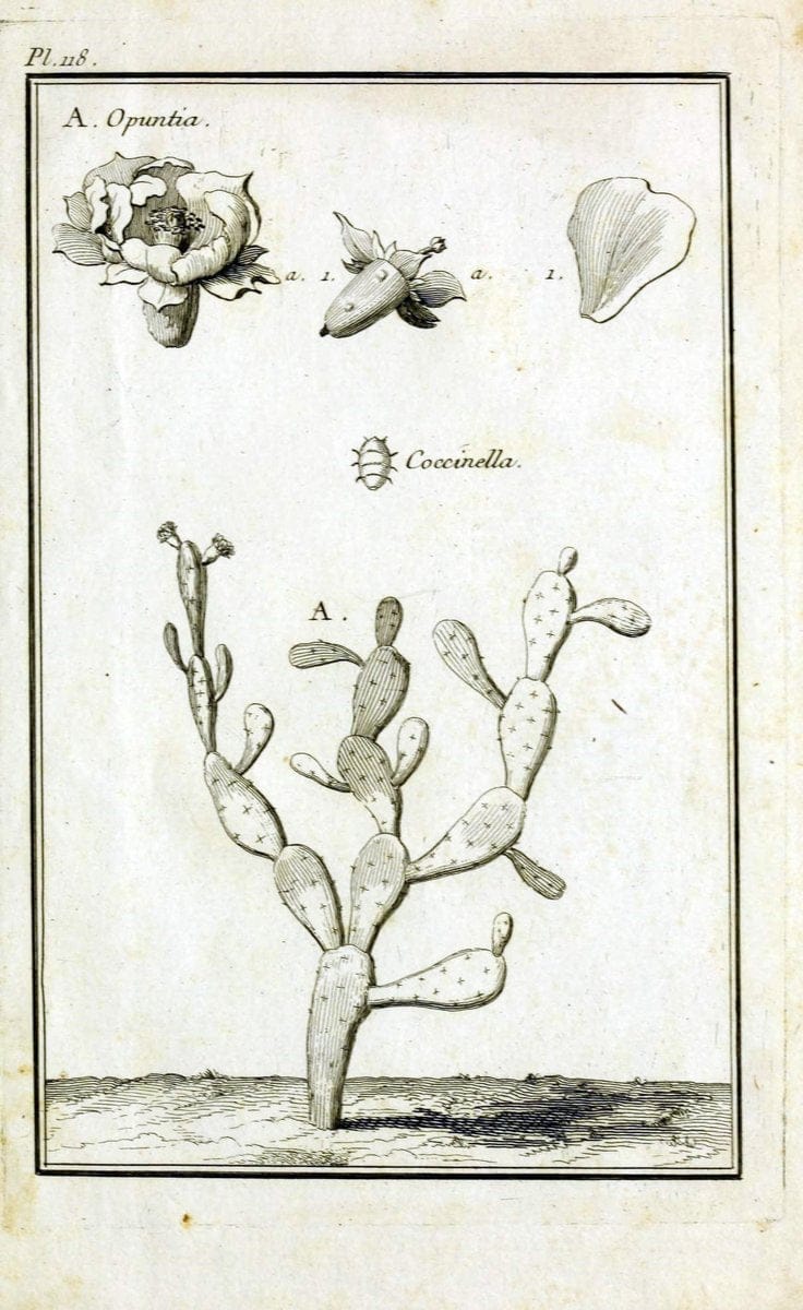 Description, vertus et usages de sept cents dix-neuf plantes :.Paris :P.F. Didot le jeun | France "Materia medica" "Medicinal plants" "Pictorial works" | Vintage Print Reproduction 468523