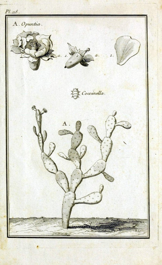 Description, vertus et usages de sept cents dix-neuf plantes :.Paris :P.F. Didot le jeun | France "Materia medica" "Medicinal plants" "Pictorial works" | Vintage Print Reproduction 468523