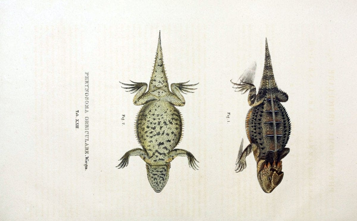 Descriptiones et icones amphibiorum. Monachii,Stuttgartiae et Tubingae, Sumtibus J.G. Cottae,[1828-]1833.  |  | Vintage Print Reproduction 468524