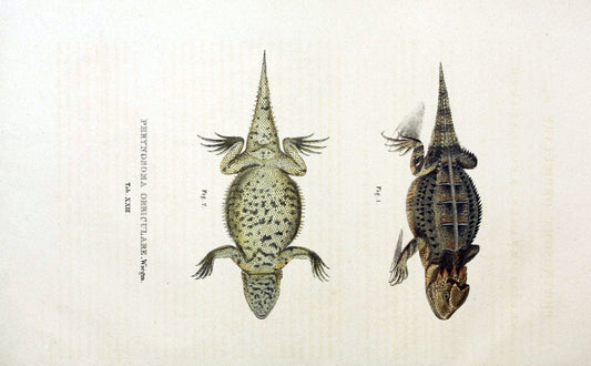 Descriptiones et icones amphibiorum. Monachii,Stuttgartiae et Tubingae, Sumtibus J.G. Cottae,[1828-]1833.  |  | Vintage Print Reproduction 468524