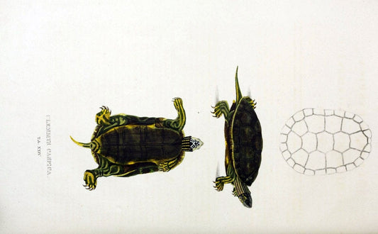 Descriptiones et icones amphibiorum. Monachii,Stuttgartiae et Tubingae, Sumtibus J.G. Cottae,[1828-]1833.  |  | Vintage Print Reproduction 468525
