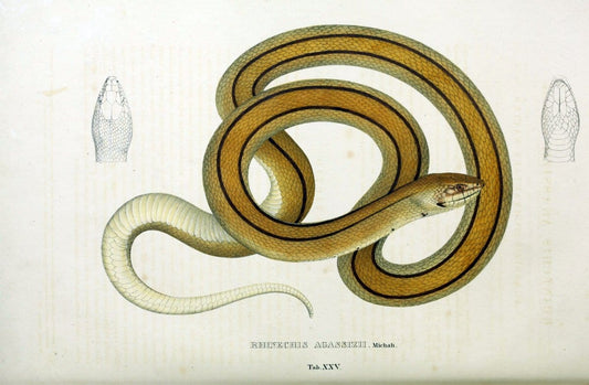Descriptiones et icones amphibiorum. Monachii,Stuttgartiae et Tubingae, Sumtibus J.G. Cottae,[1828-]1833.  |  | Vintage Print Reproduction 468526