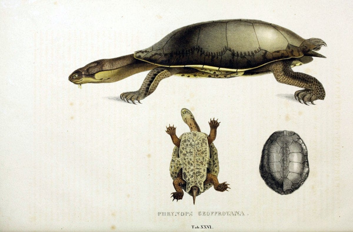 Descriptiones et icones amphibiorum. Monachii,Stuttgartiae et Tubingae, Sumtibus J.G. Cottae,[1828-]1833.  |  | Vintage Print Reproduction 468527