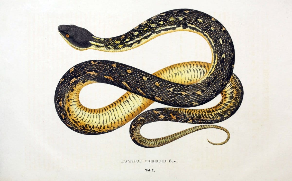 Descriptiones et icones amphibiorum. Monachii,Stuttgartiae et Tubingae, Sumtibus J.G. Cottae,[1828-]1833.  |  | Vintage Print Reproduction 468528