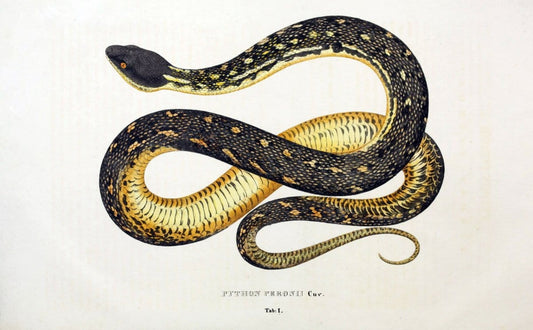 Descriptiones et icones amphibiorum. Monachii,Stuttgartiae et Tubingae, Sumtibus J.G. Cottae,[1828-]1833.  |  | Vintage Print Reproduction 468528