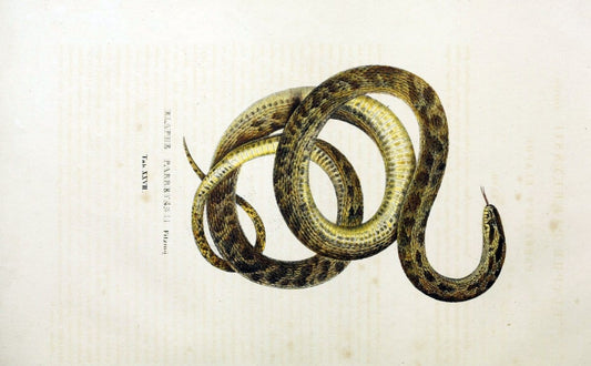 Descriptiones et icones amphibiorum. Monachii,Stuttgartiae et Tubingae, Sumtibus J.G. Cottae,[1828-]1833.  |  | Vintage Print Reproduction 468529