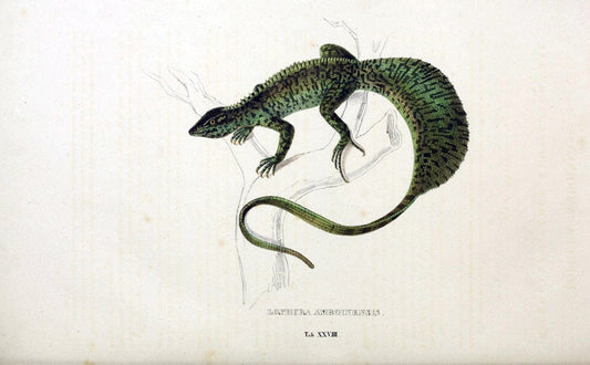 Descriptiones et icones amphibiorum. Monachii,Stuttgartiae et Tubingae, Sumtibus J.G. Cottae,[1828-]1833.  |  | Vintage Print Reproduction 468530