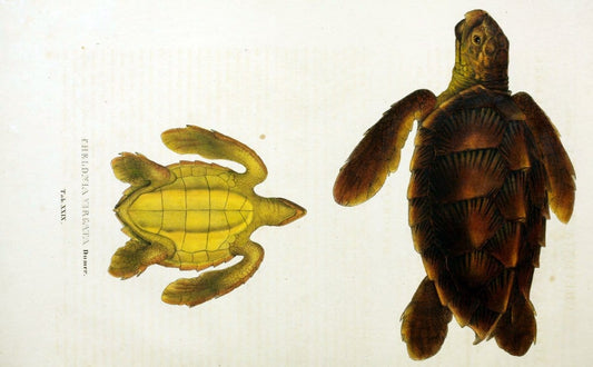 Descriptiones et icones amphibiorum. Monachii,Stuttgartiae et Tubingae, Sumtibus J.G. Cottae,[1828-]1833.  |  | Vintage Print Reproduction 468531