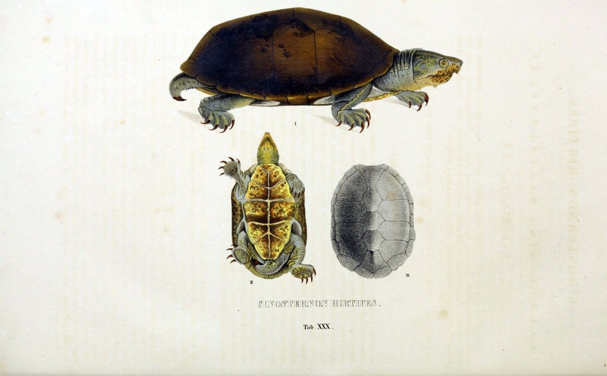Descriptiones et icones amphibiorum. Monachii,Stuttgartiae et Tubingae, Sumtibus J.G. Cottae,[1828-]1833.  |  | Vintage Print Reproduction 468532