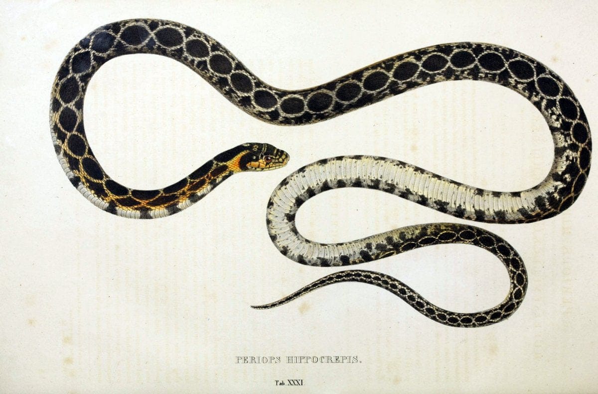 Descriptiones et icones amphibiorum. Monachii,Stuttgartiae et Tubingae, Sumtibus J.G. Cottae,[1828-]1833.  |  | Vintage Print Reproduction 468533