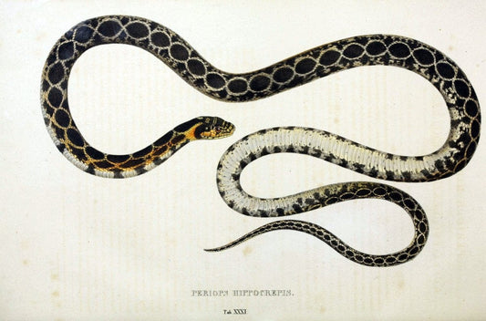 Descriptiones et icones amphibiorum. Monachii,Stuttgartiae et Tubingae, Sumtibus J.G. Cottae,[1828-]1833.  |  | Vintage Print Reproduction 468533