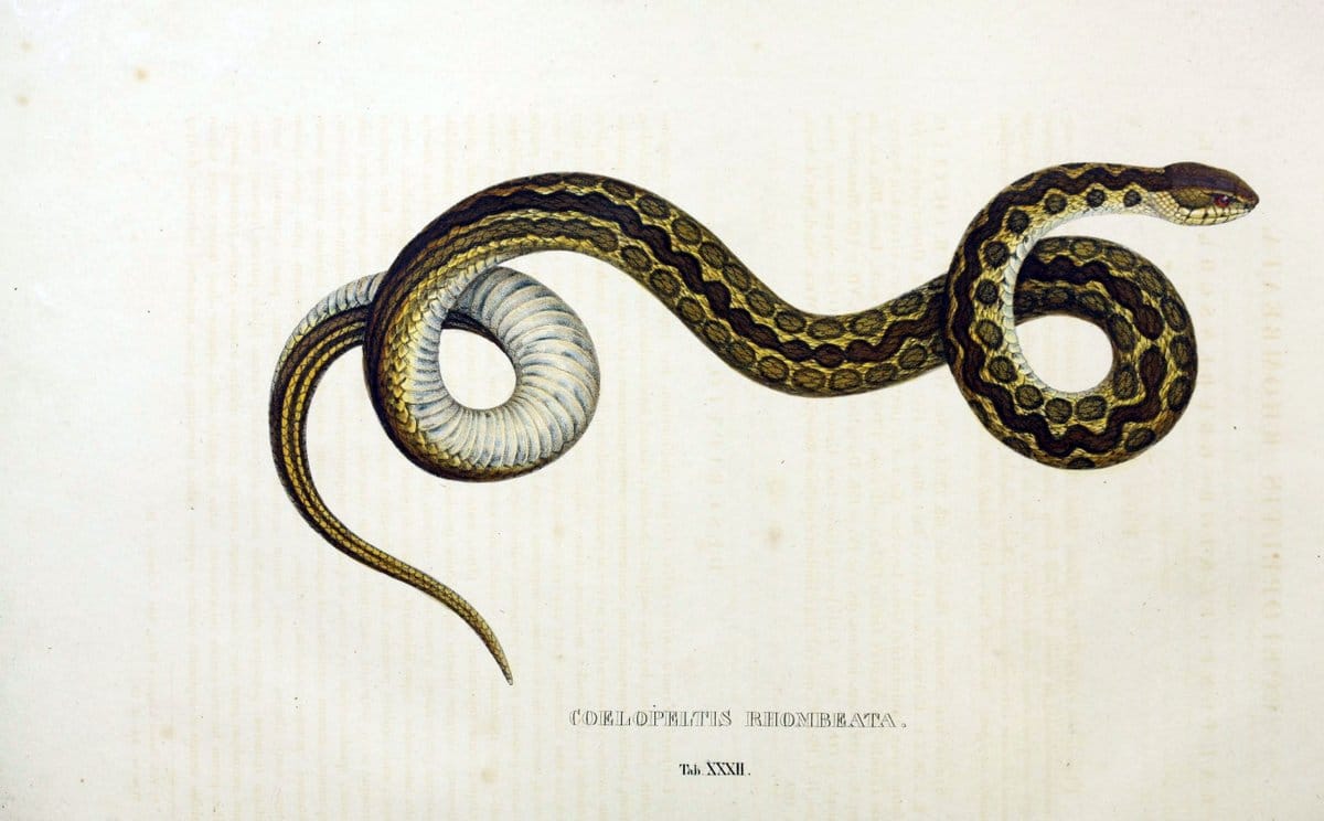 Descriptiones et icones amphibiorum. Monachii,Stuttgartiae et Tubingae, Sumtibus J.G. Cottae,[1828-]1833.  |  | Vintage Print Reproduction 468534